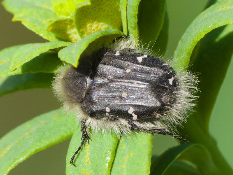 Tropinota hirta (Poda, 1761)